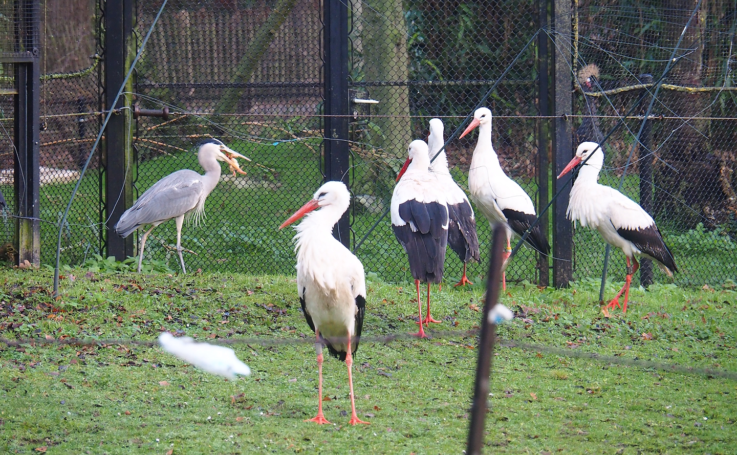 Feeding time for European white storks (Ciconia ciconia), With wild Grey heron (Ardea cinerea) stealing food, 2022-12-27
