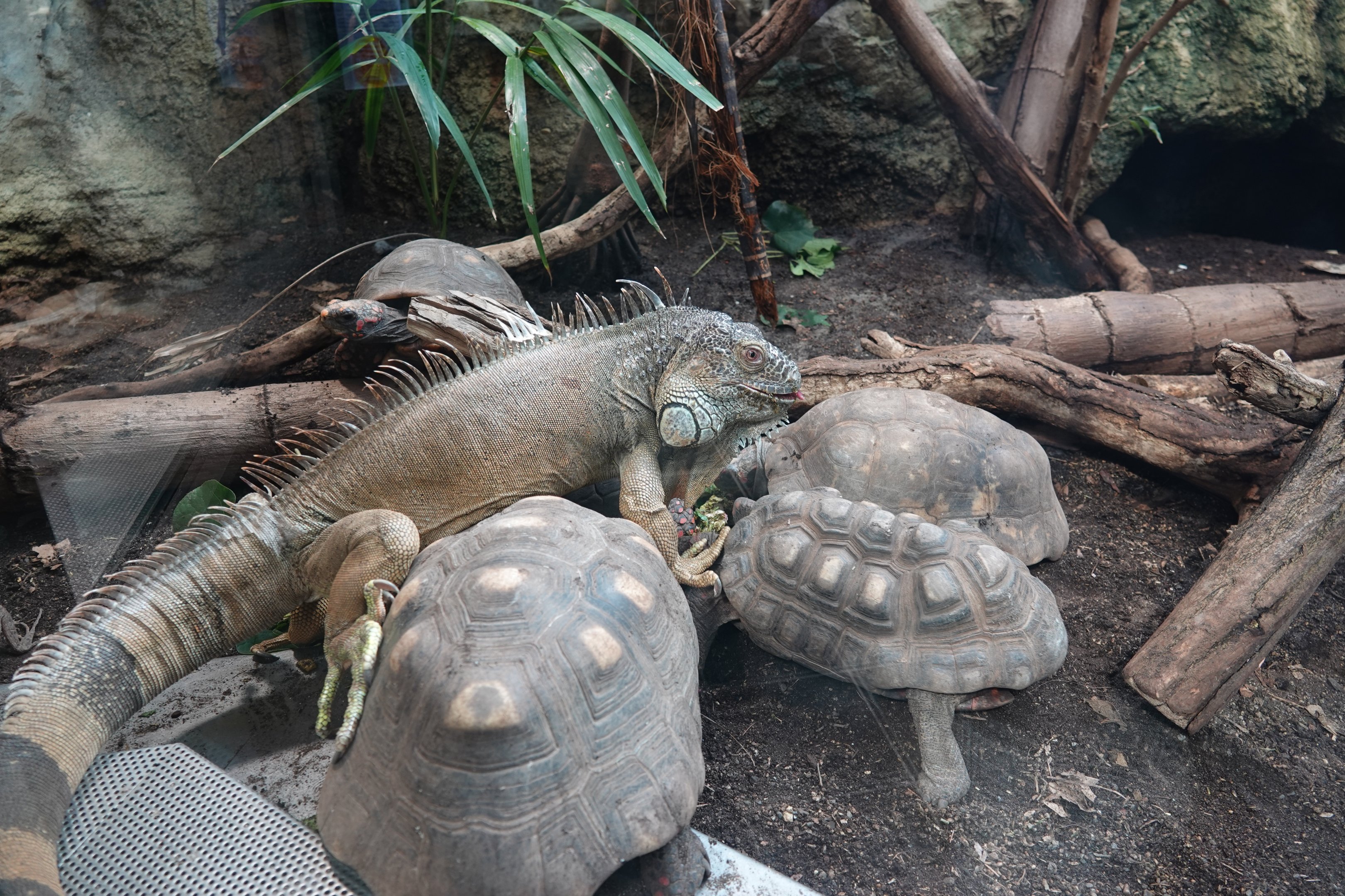 Feeding time for Green Iguana and Red-footed tortoise