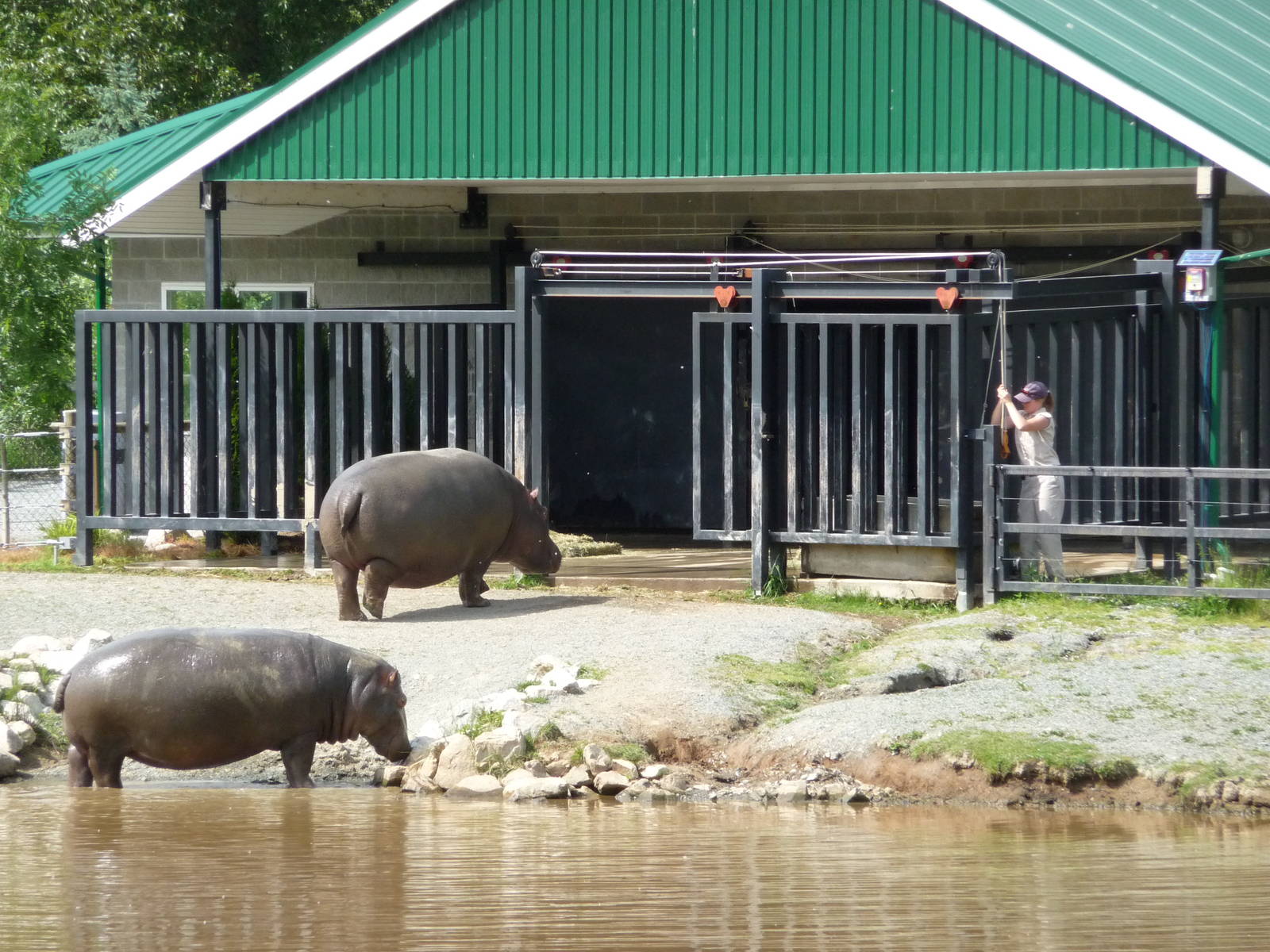 Feeding Time for Hippos