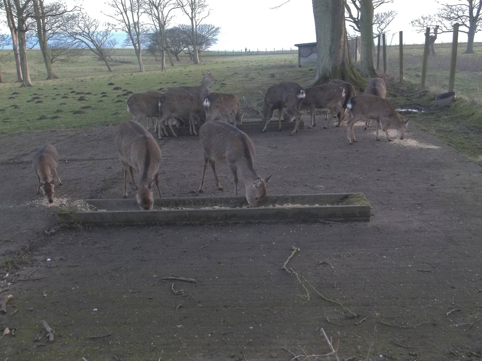 Feeding time for the Formosan Sika Deer, 18th January 2015