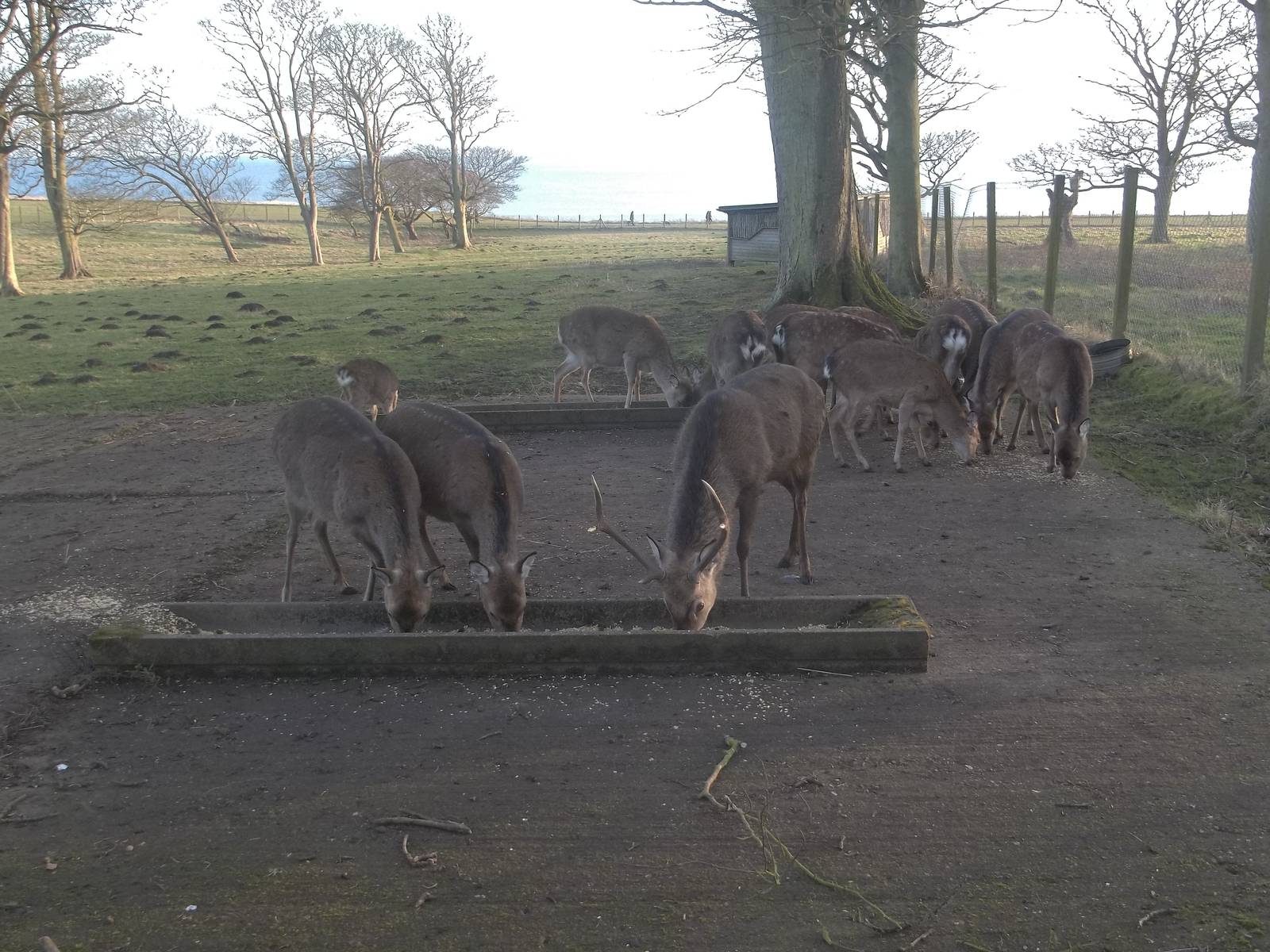 Feeding time for the Formosan Sika Deer, 18th January 2015