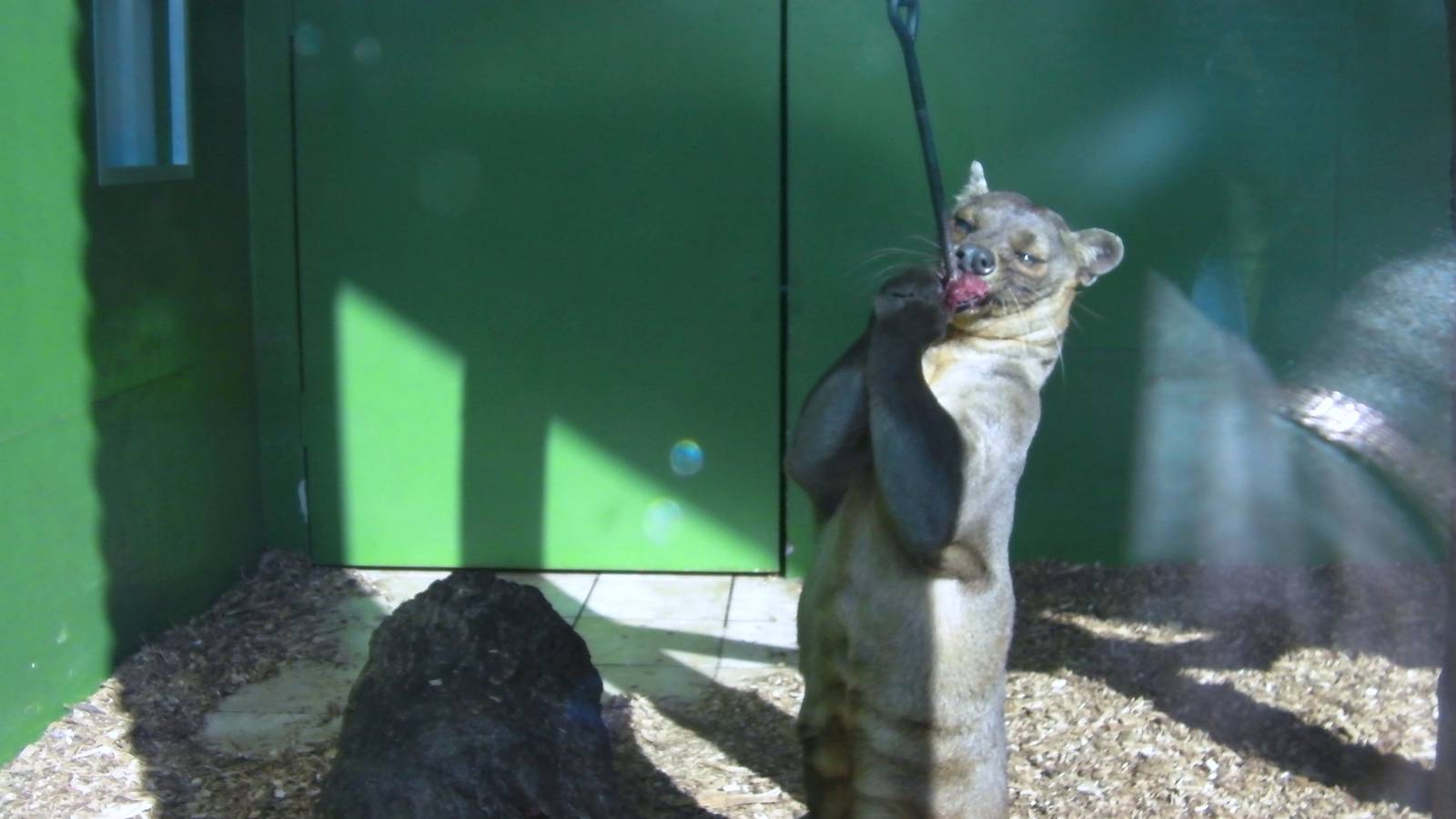 Feeding Time for the Fozza - 27.07.2011