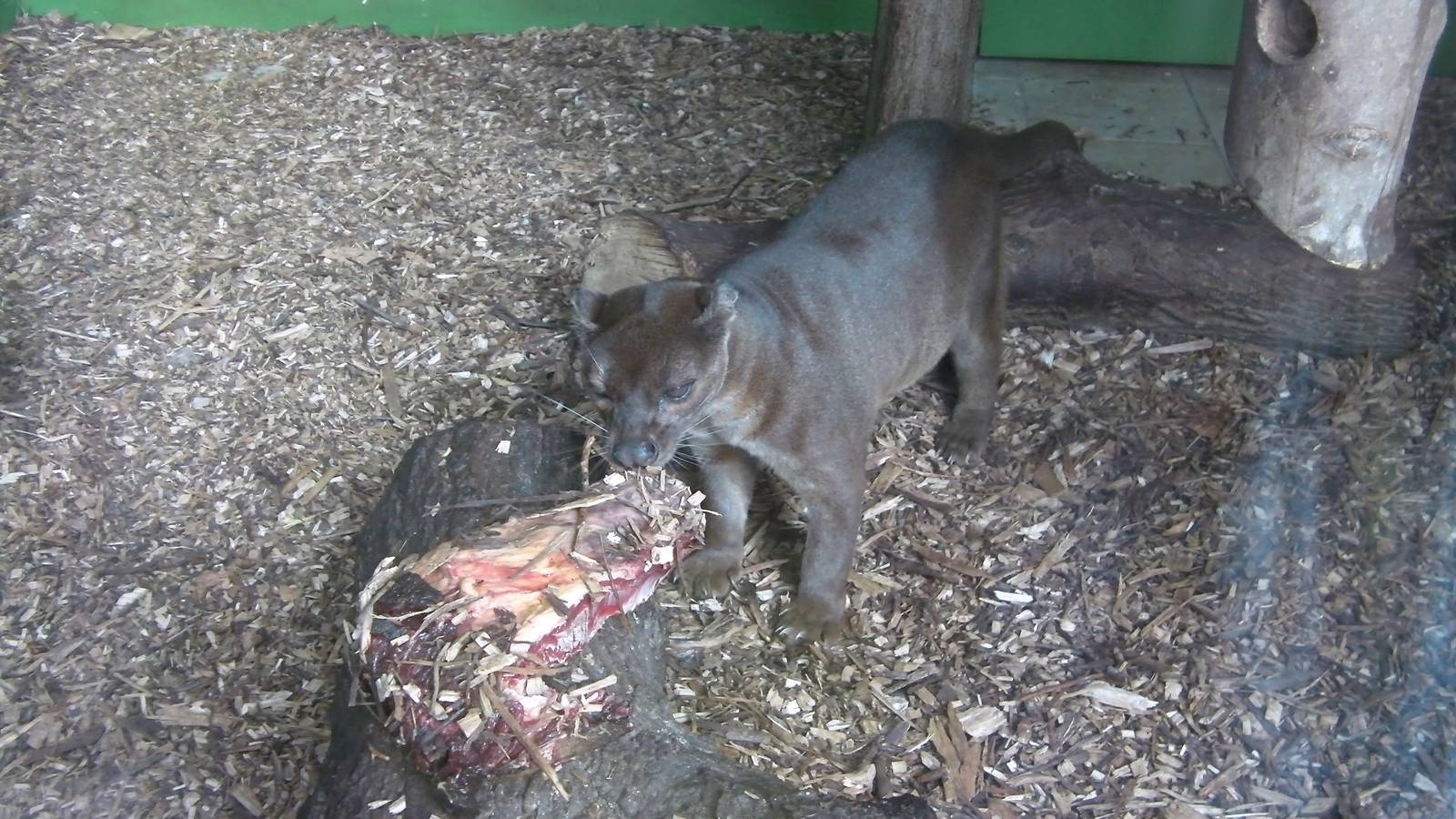 Feeding Time for the Fozza - 29.07.2011