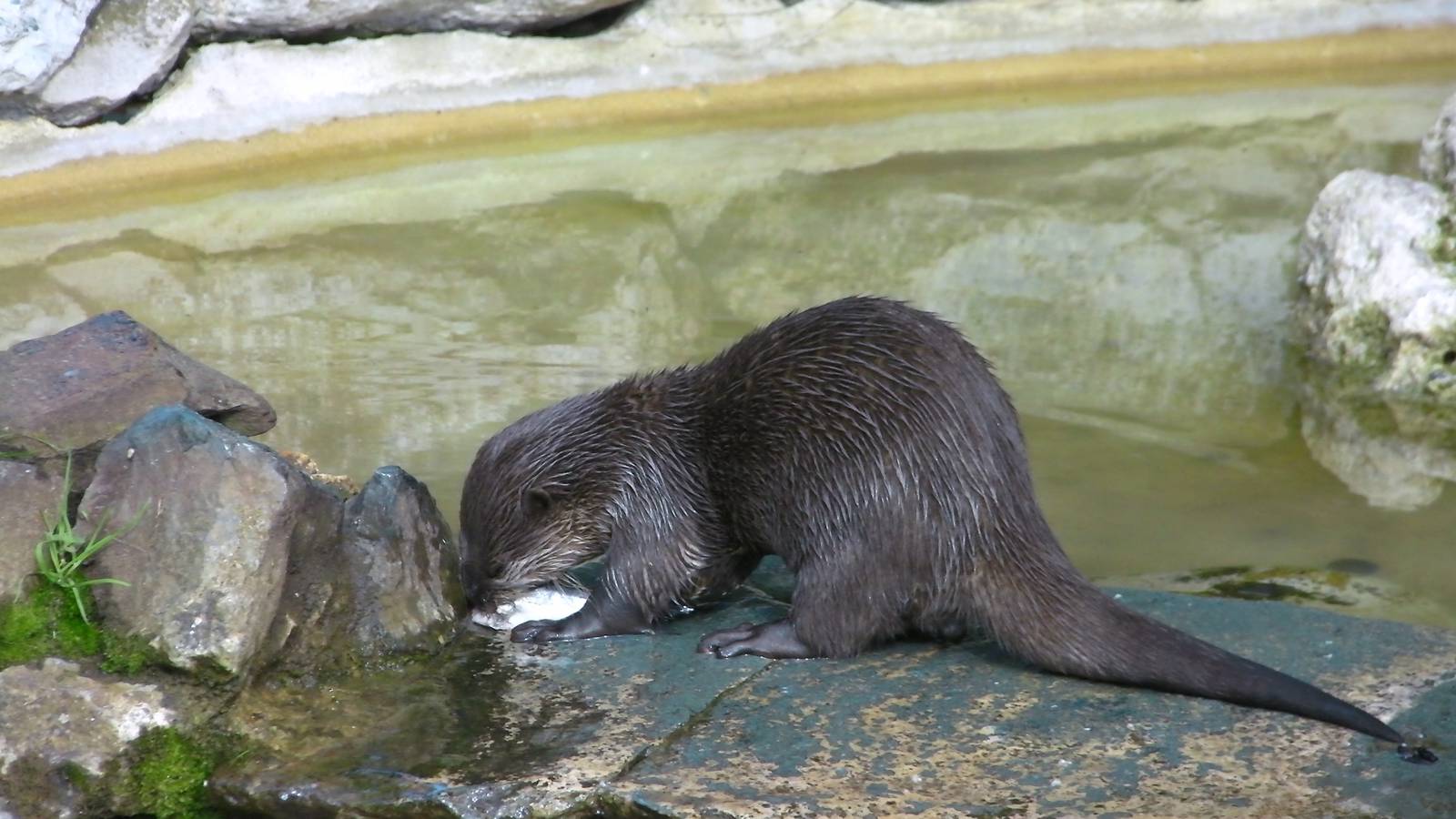 Feeding Time for the Otters - 27.07.2011