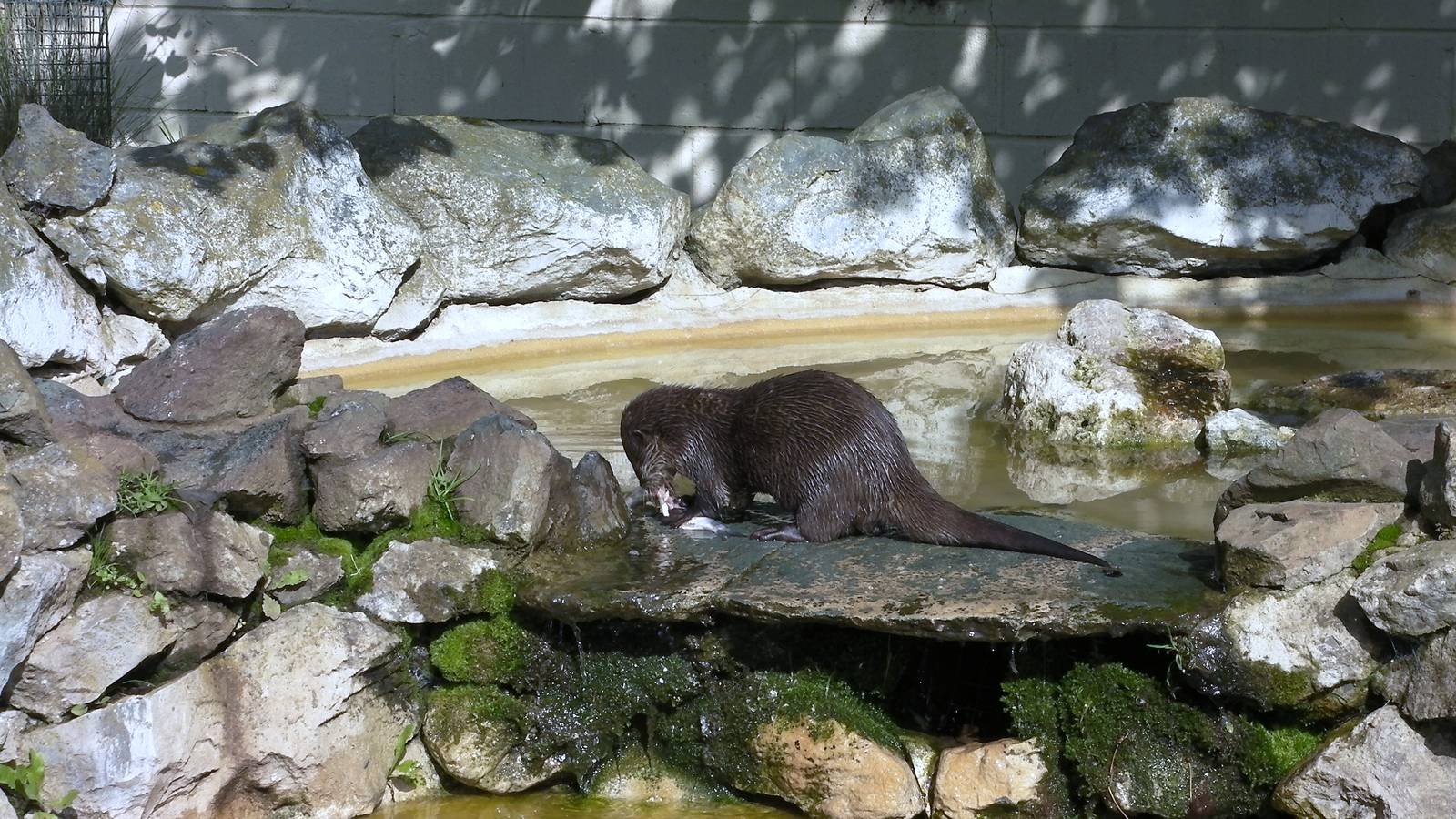 Feeding Time for the Otters - 27.07.2011