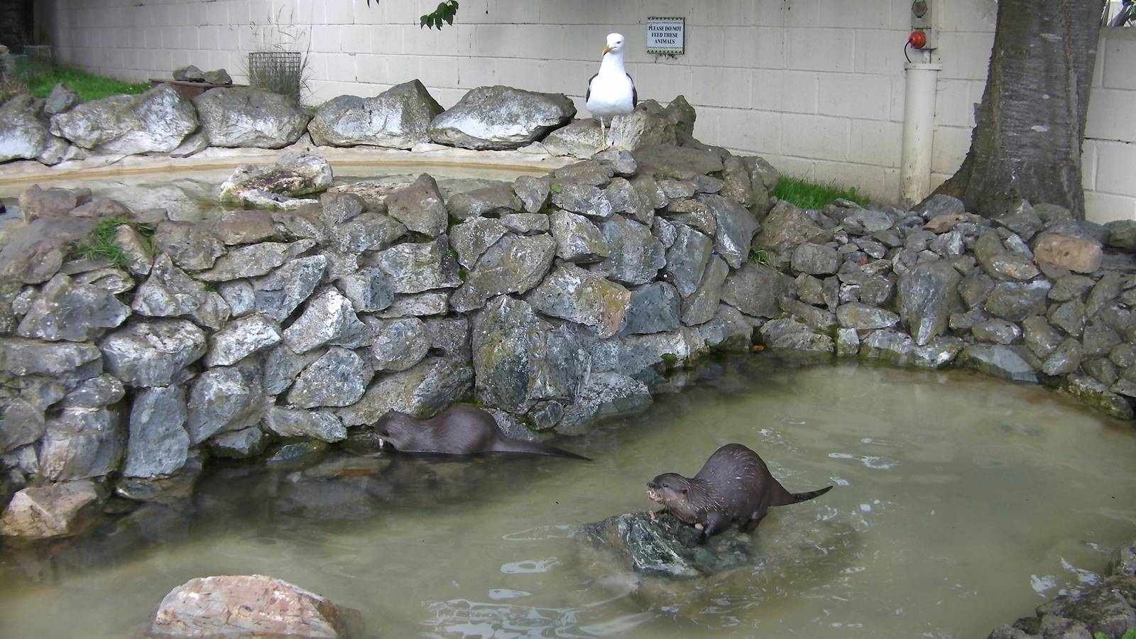 Feeding Time for the Otters - 29.07.2011