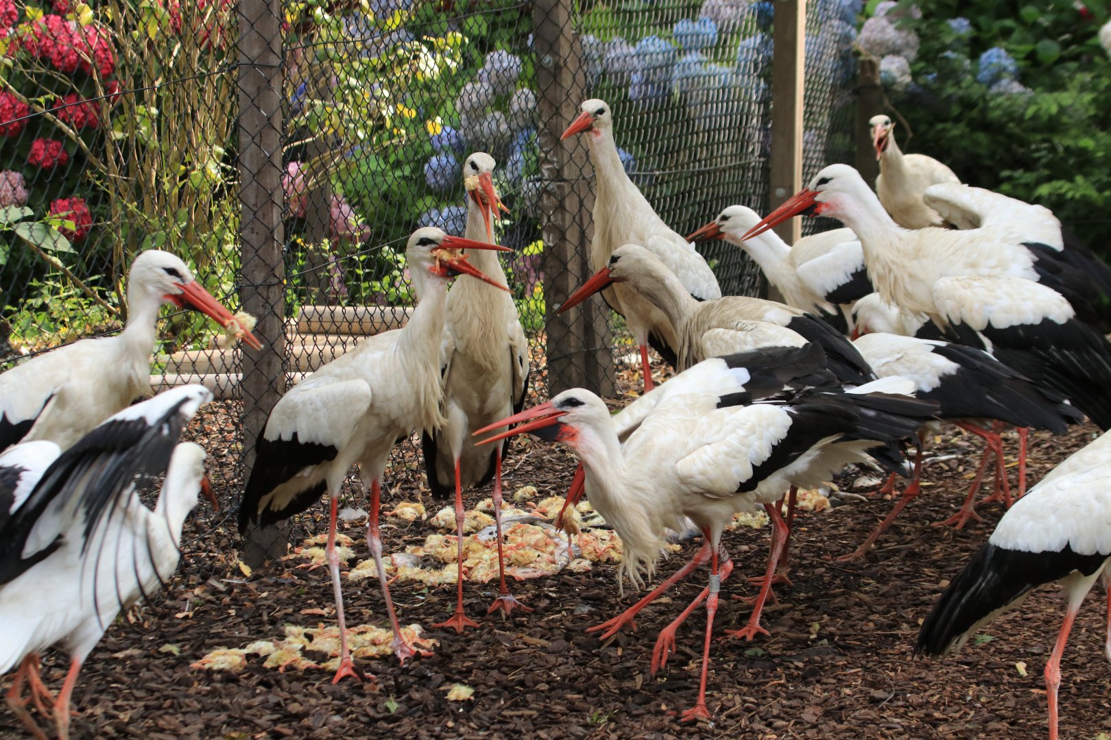Feeding time for the white storks (July 2019)