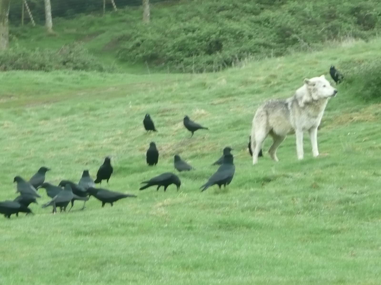 Feeding time for wolf and crows .
