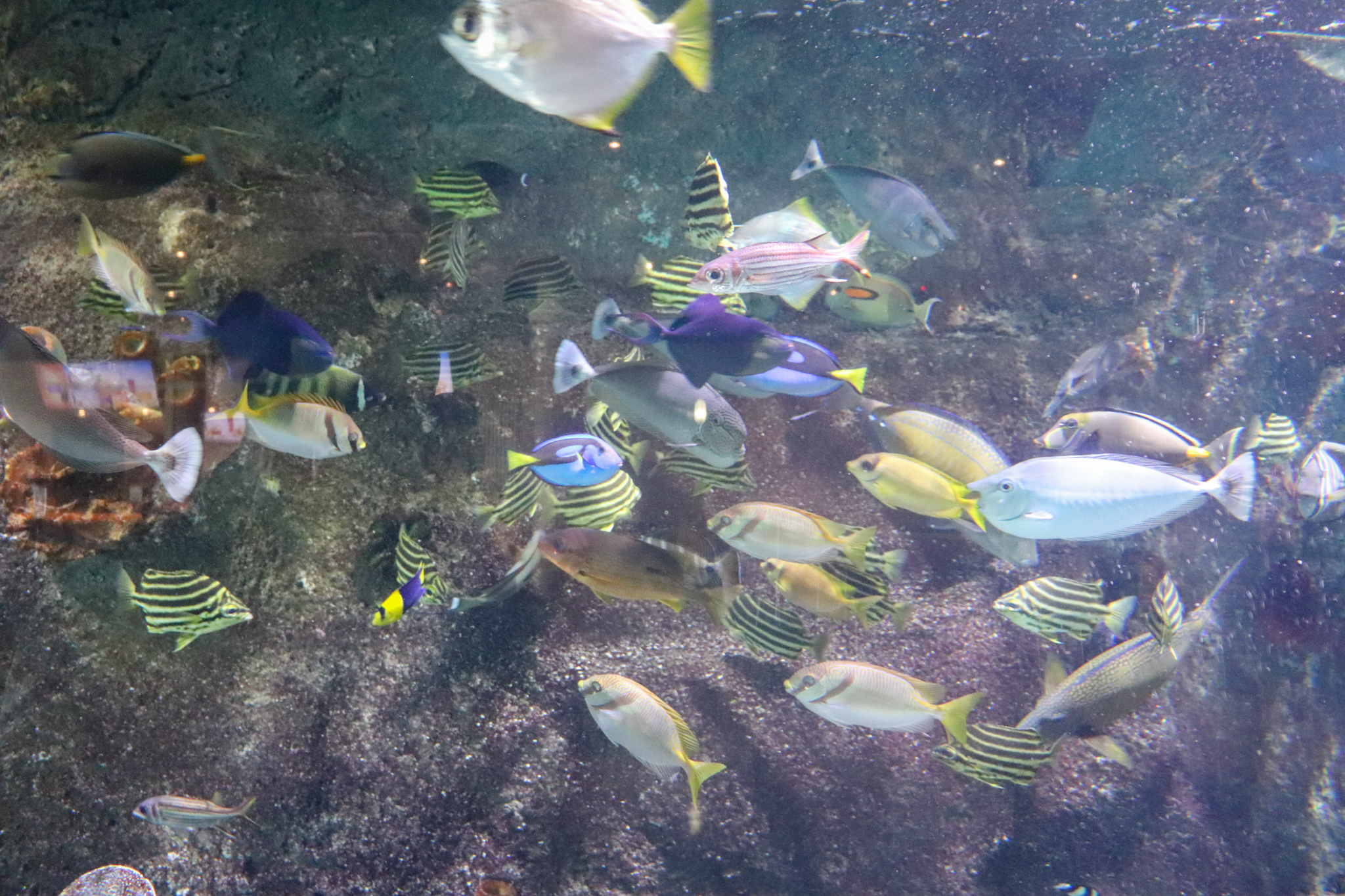 Feeding Time in Coral Atoll Tank - December 2018