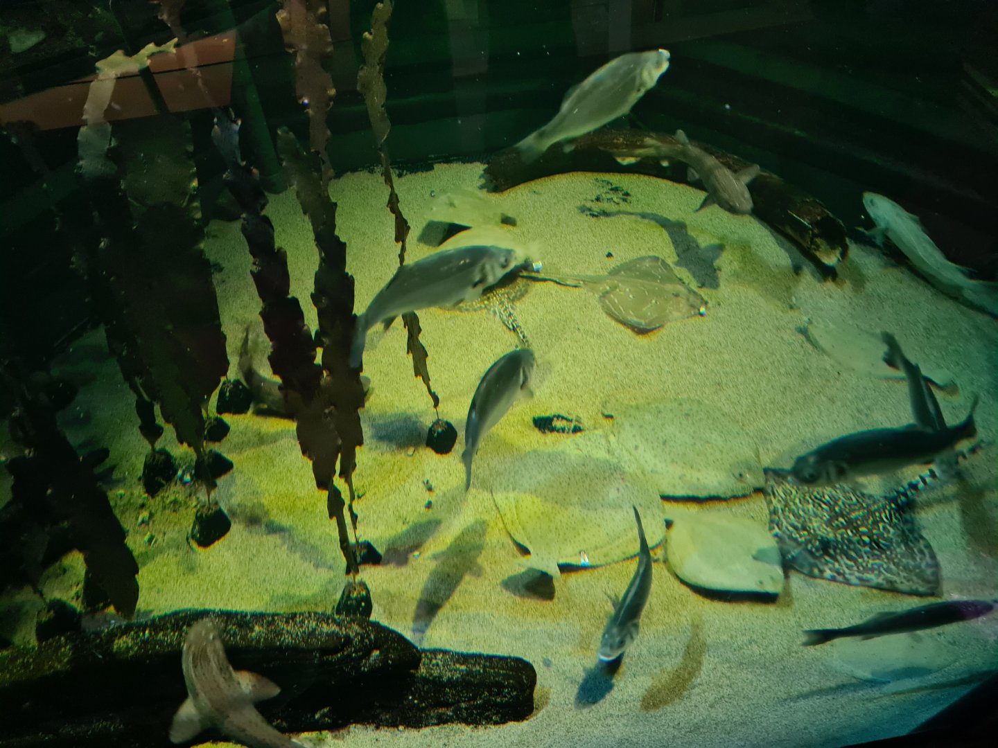 Feeding time in North Sea tank