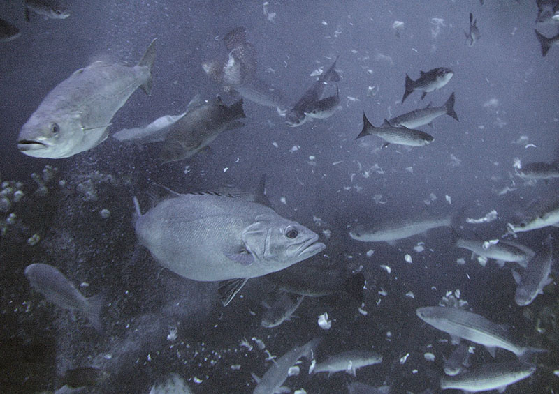 Feeding time in the Eddystone Reef tank
