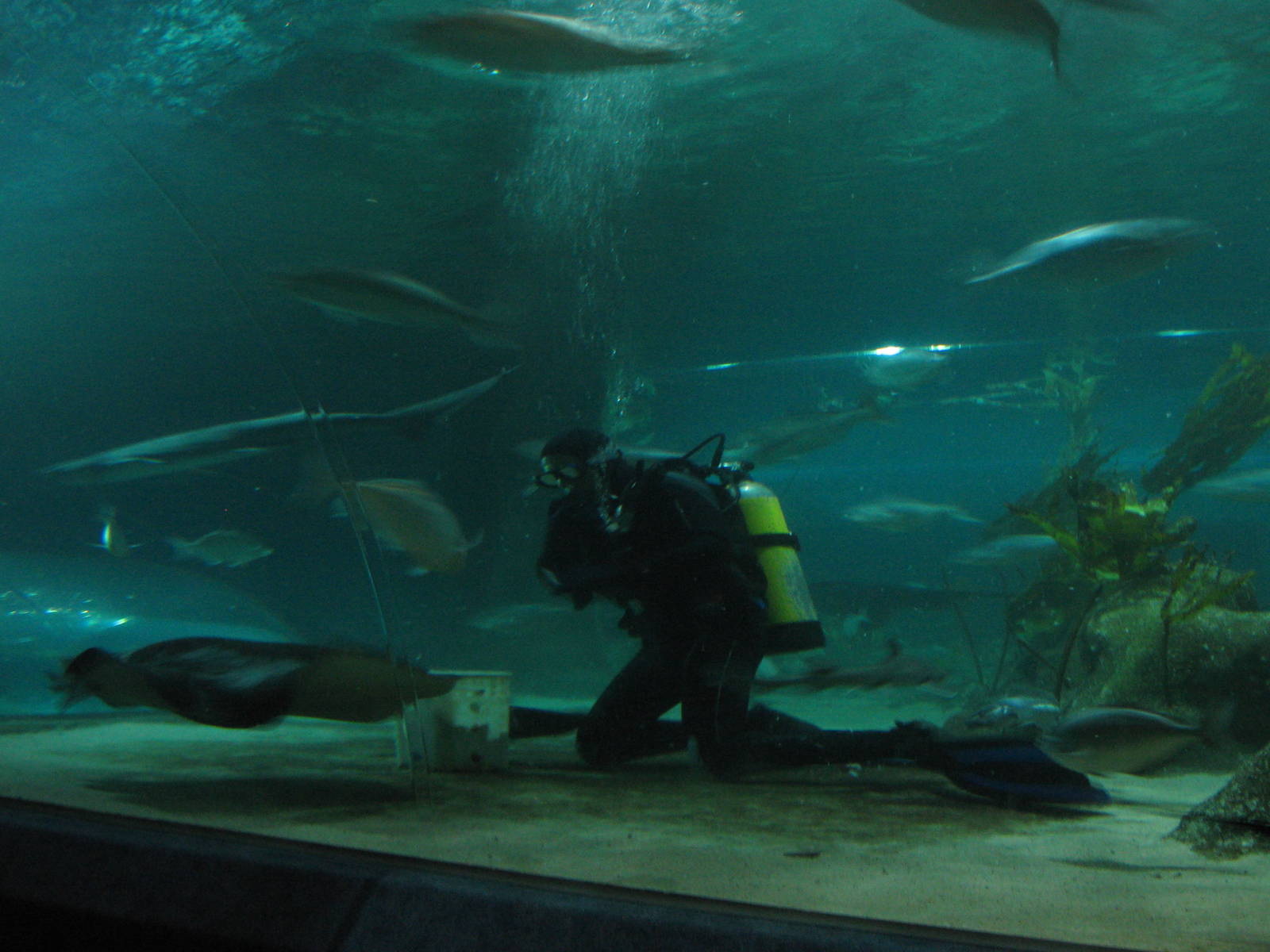 feeding time in the Oceanarium