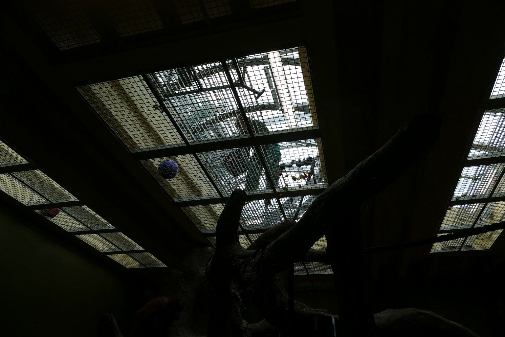 Feeding time in the orang house, September 2018