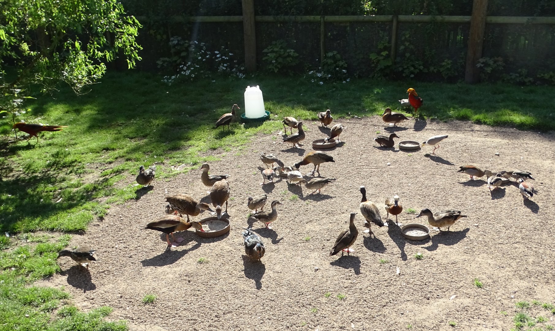Feeding time in the walk-through aviary, 10th August 2024