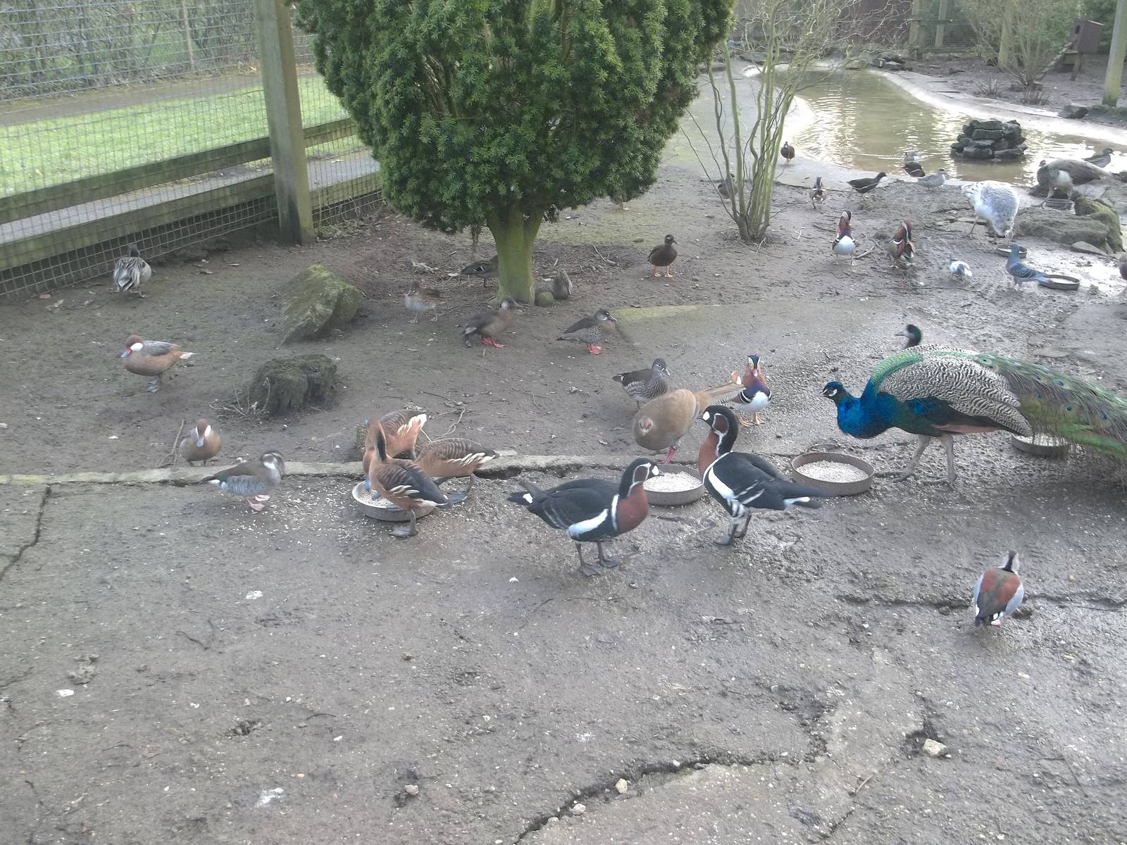 Feeding time in the walk-through aviary, 14th February 2015