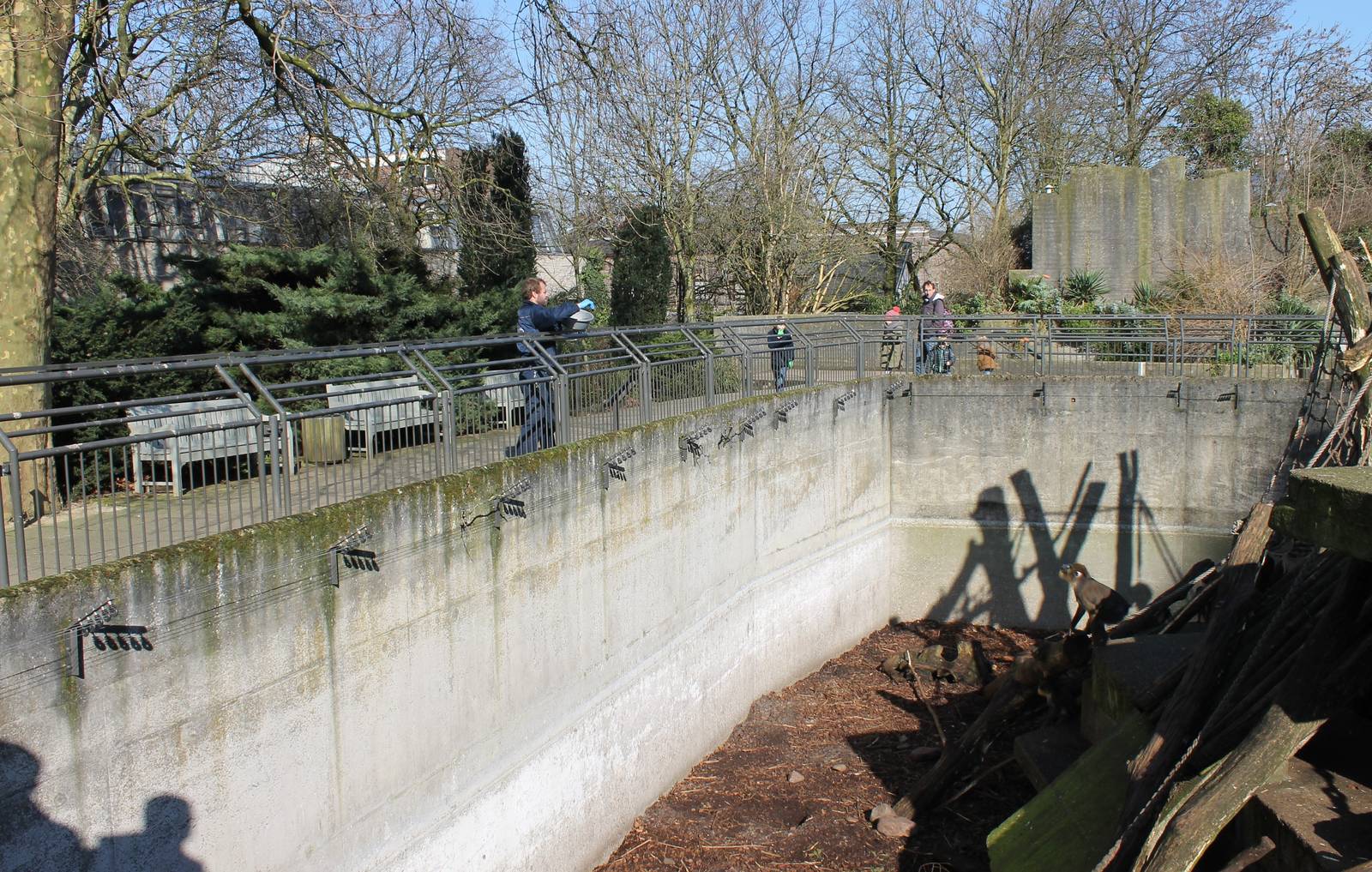 Feeding-time Mandrill