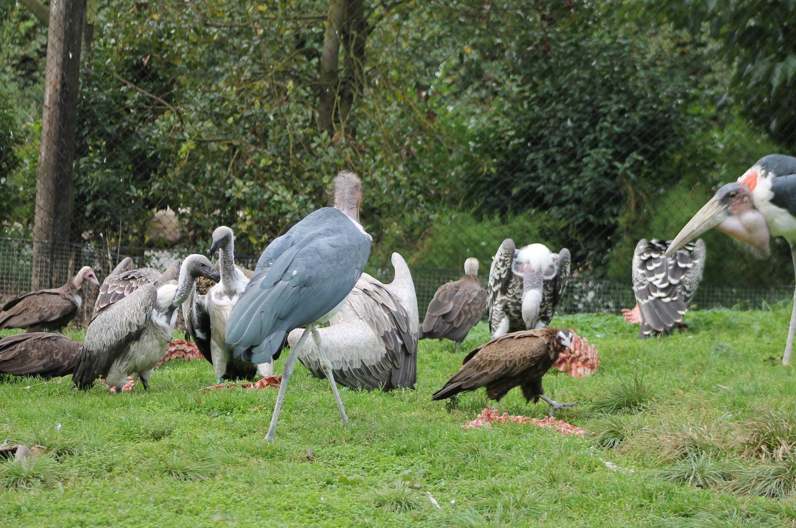 Feeding time marabus and vultures
