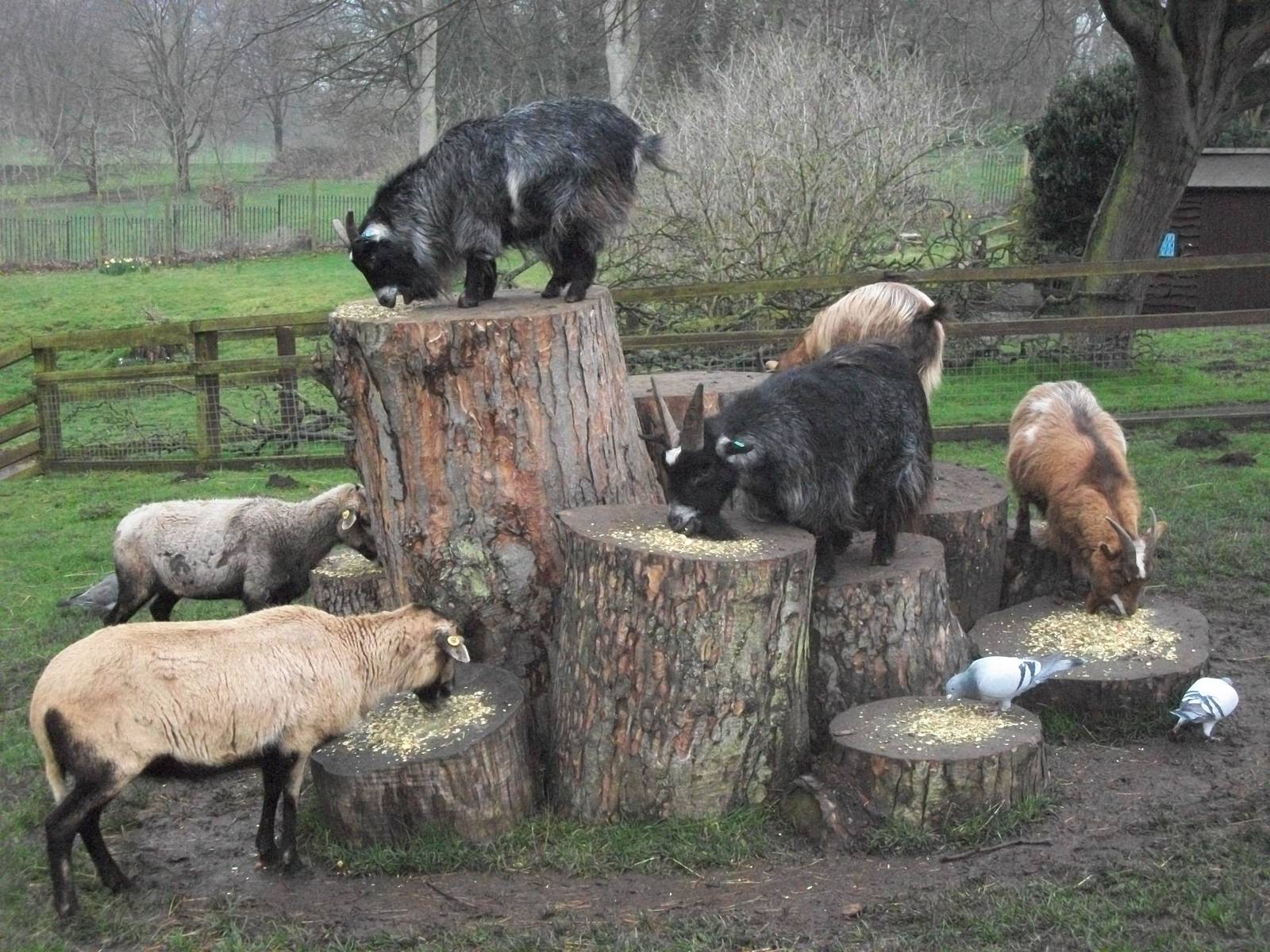 Feeding time on Goat Mountain, 28th March 2014