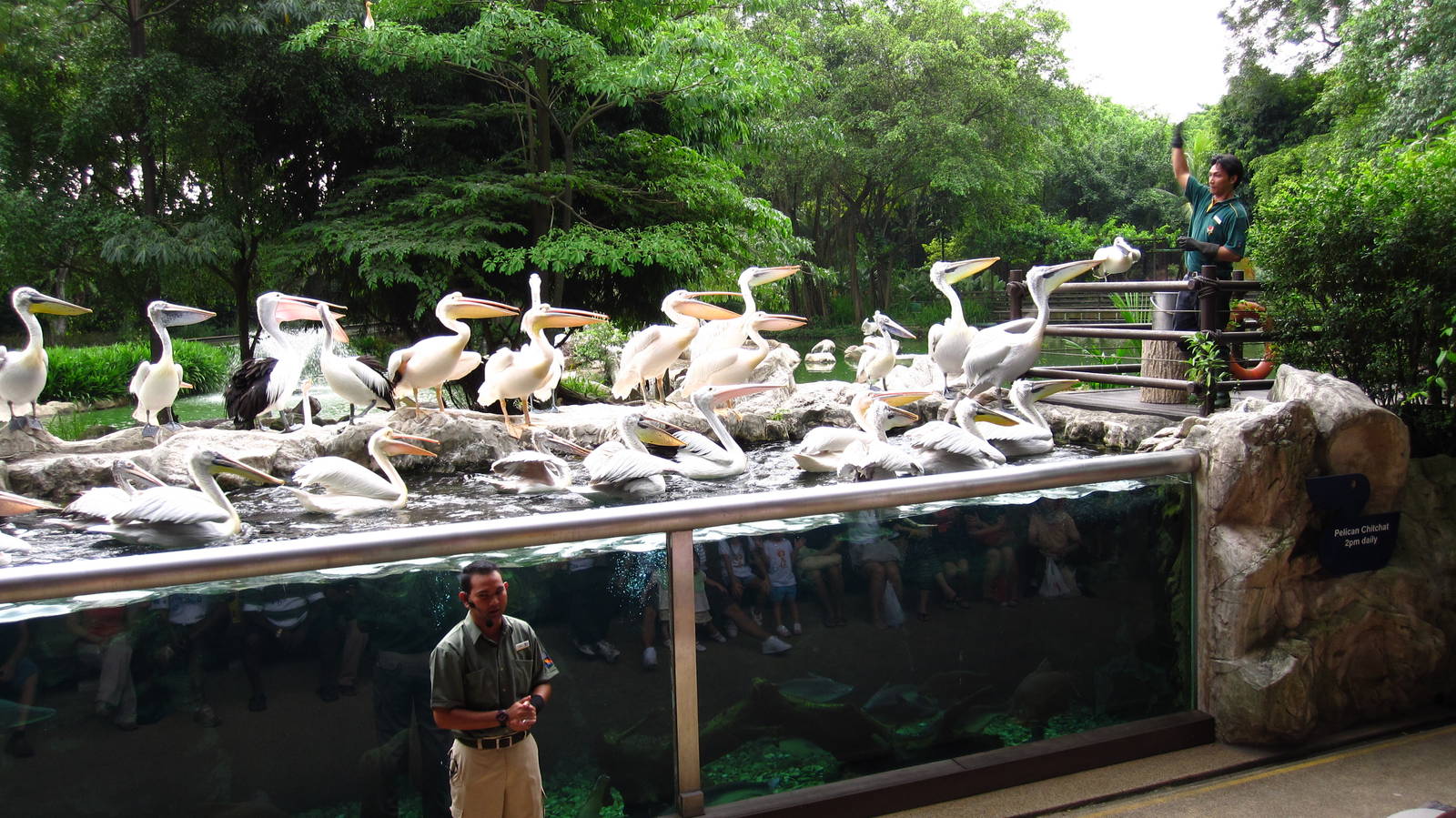 Feeding Time, Pelican Cove - Jurong Bird Park