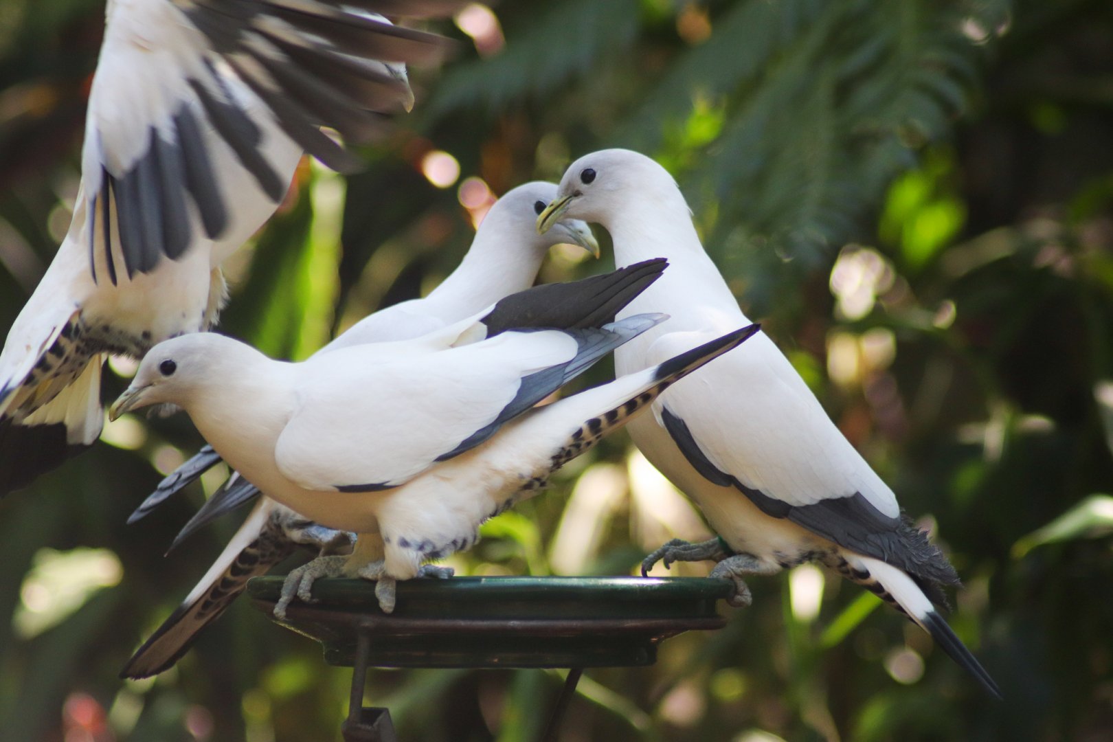 Feeding Time - Rainforest Aviary