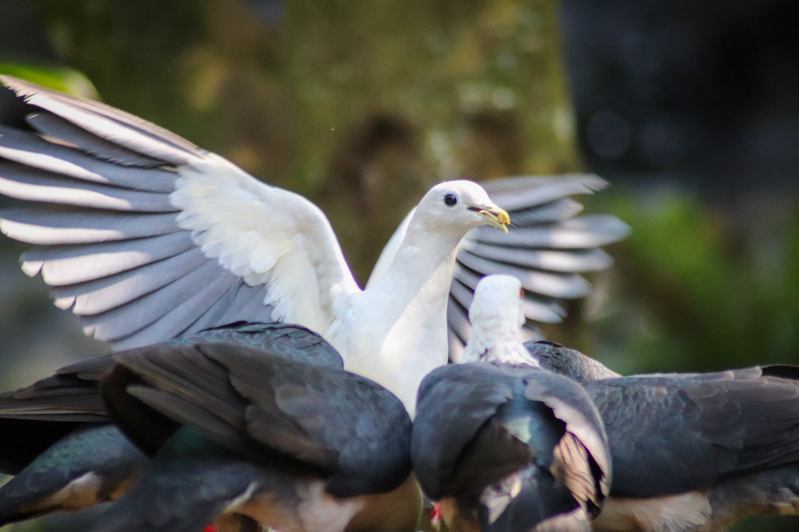 Feeding Time - Rainforest Aviary