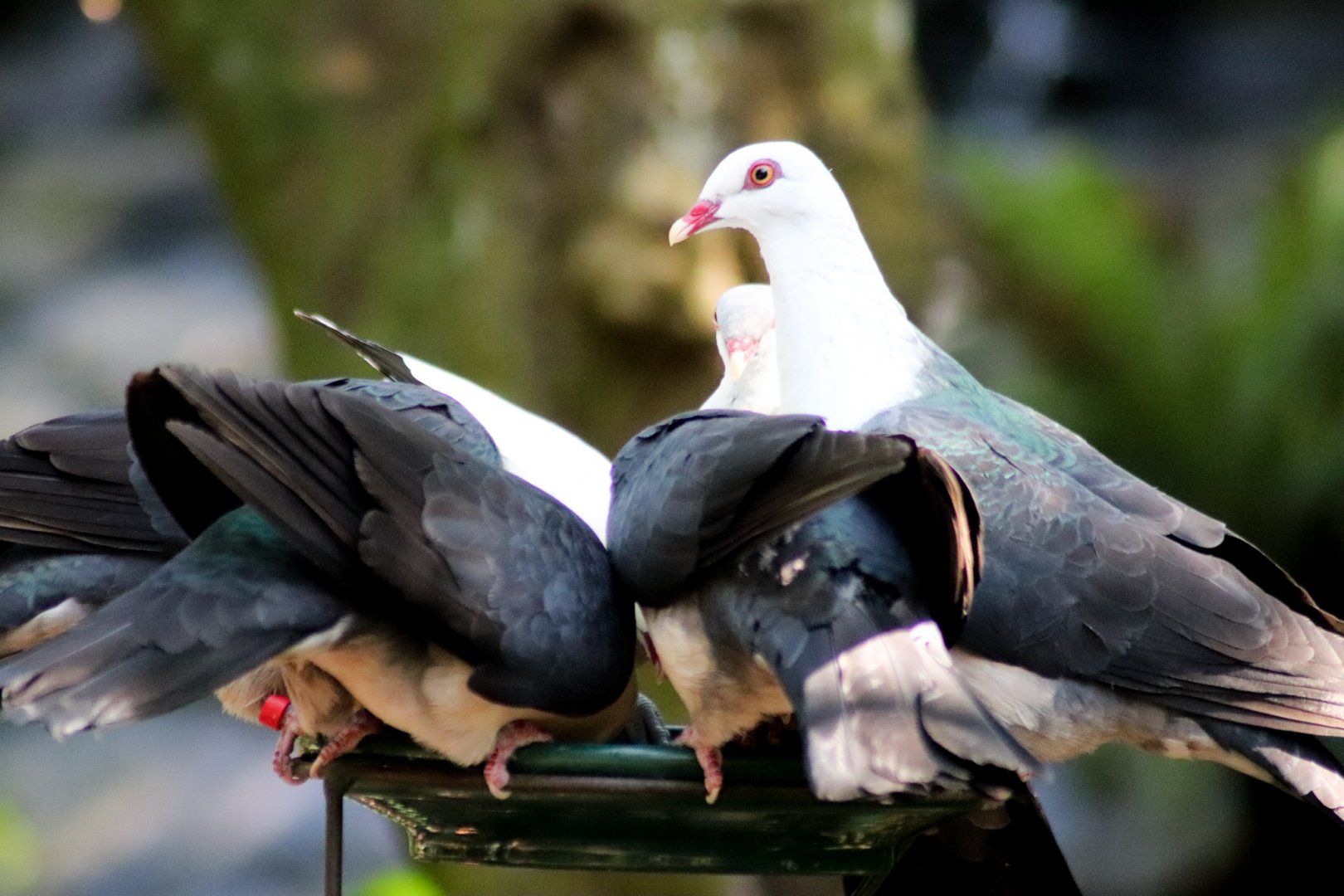 Feeding Time - Rainforest Aviary