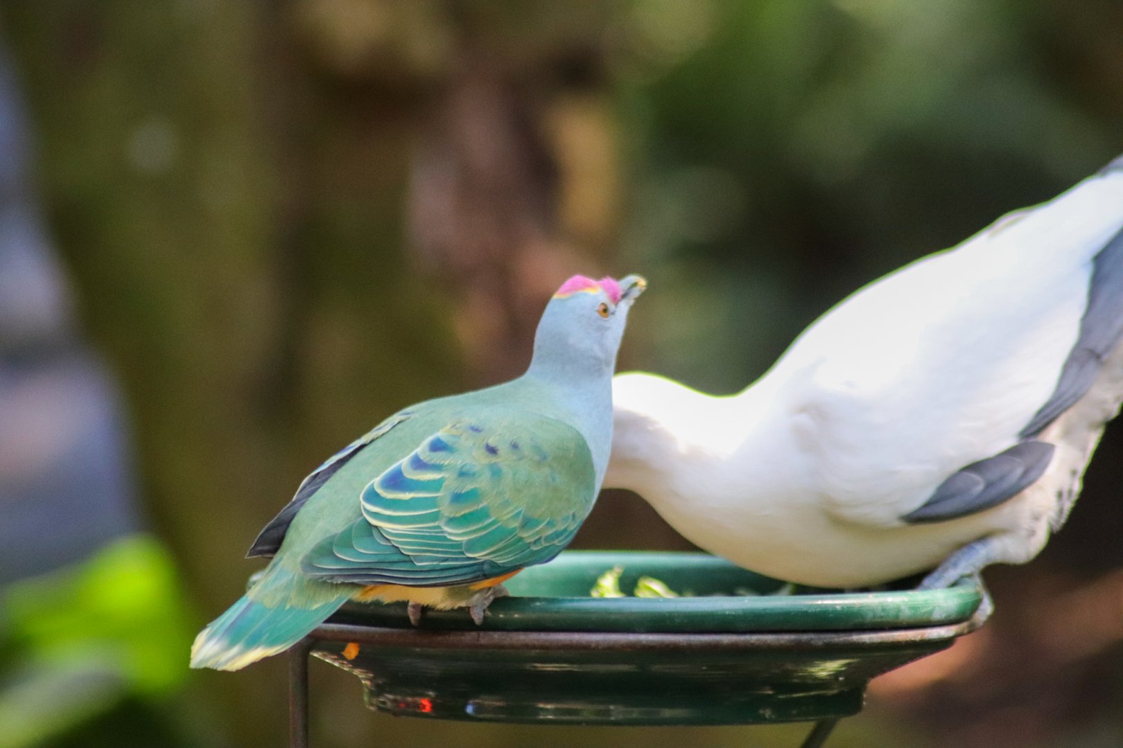Feeding Time - Rainforest Aviary