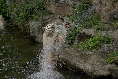 Feeding time, Singapore Zoo