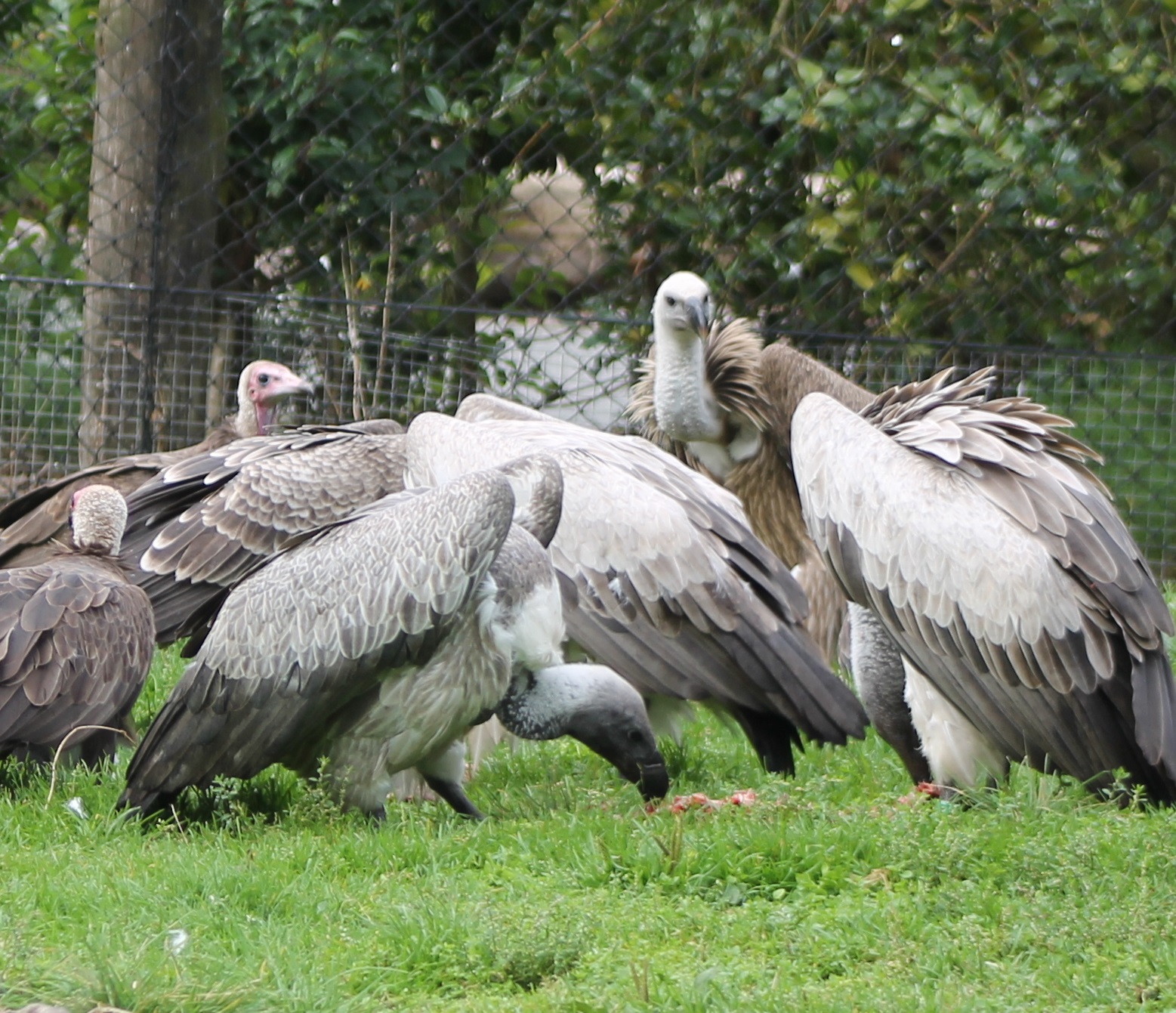 Feeding time vultures