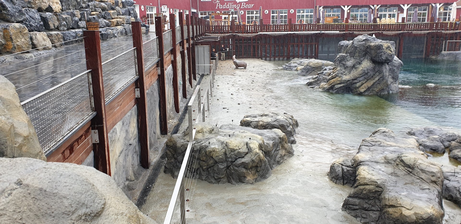 Feeding / Training Steller's sea-lion