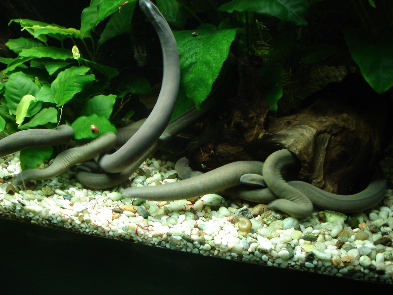 Feeding Typhlonectes