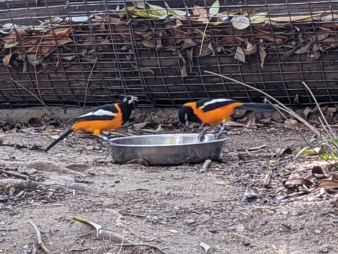 Feeding Venezuelan Troupials 01