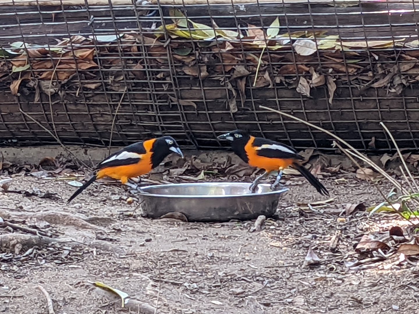 Feeding Venezuelan Troupials 02