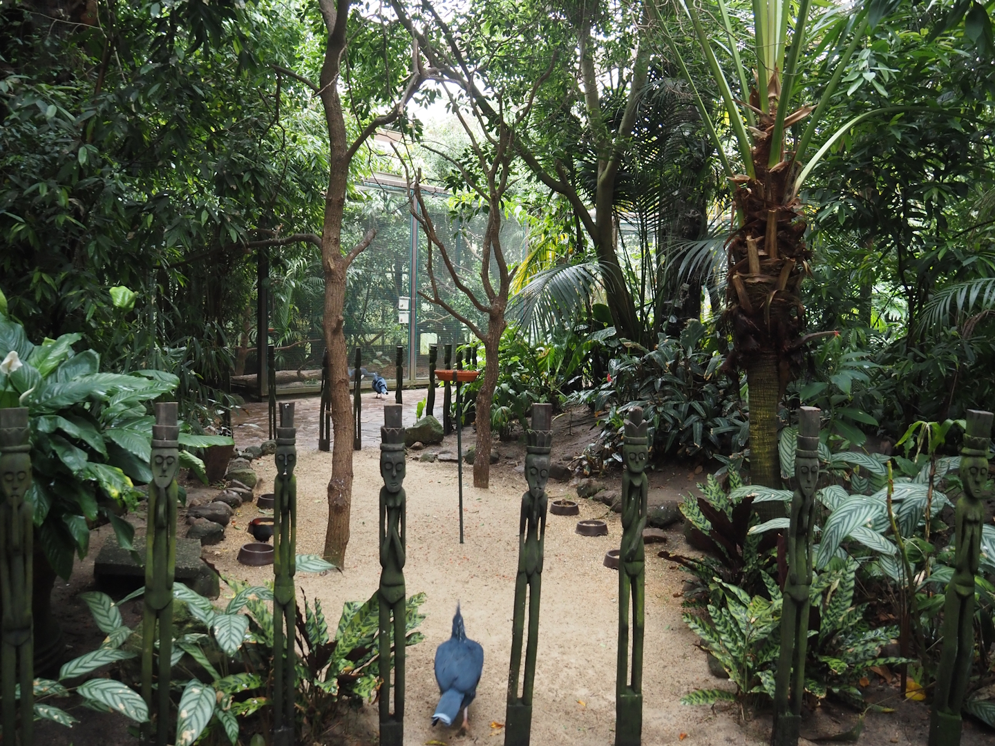 Feeding zone for free-ranging birds in Jungle Trail, 2024-05-22