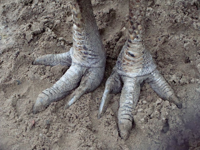 "Feet" - Casuarius casuarius