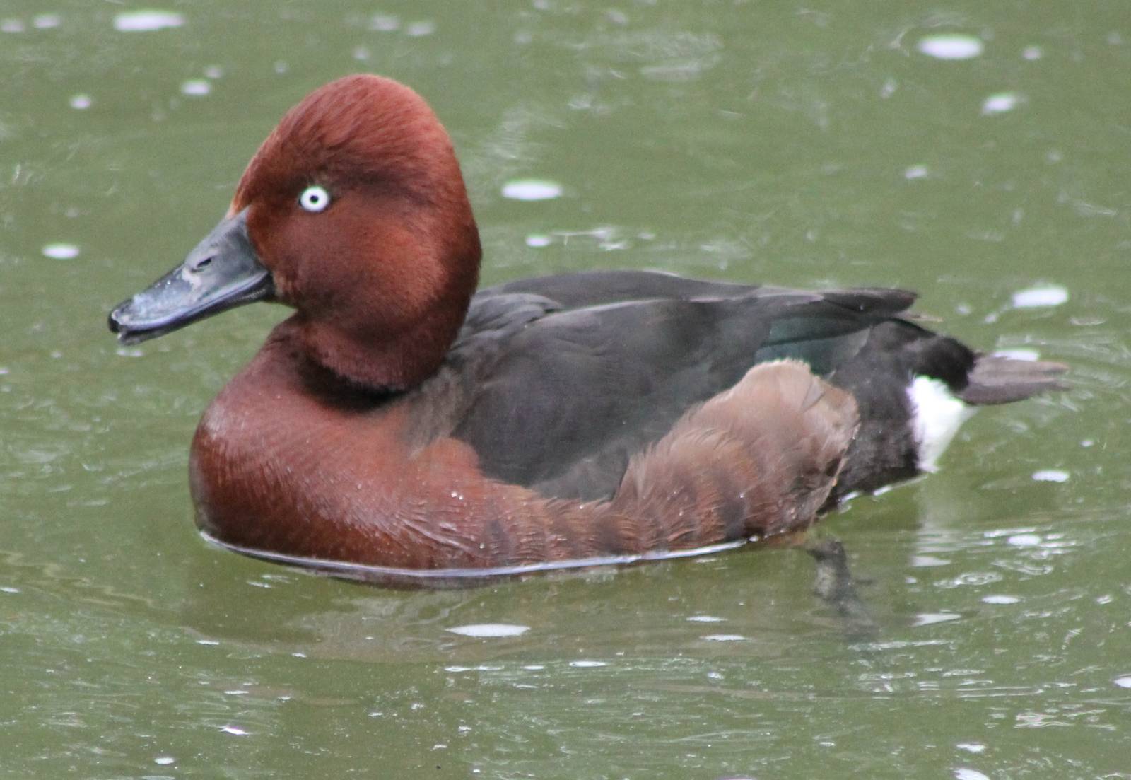Fegguginous duck