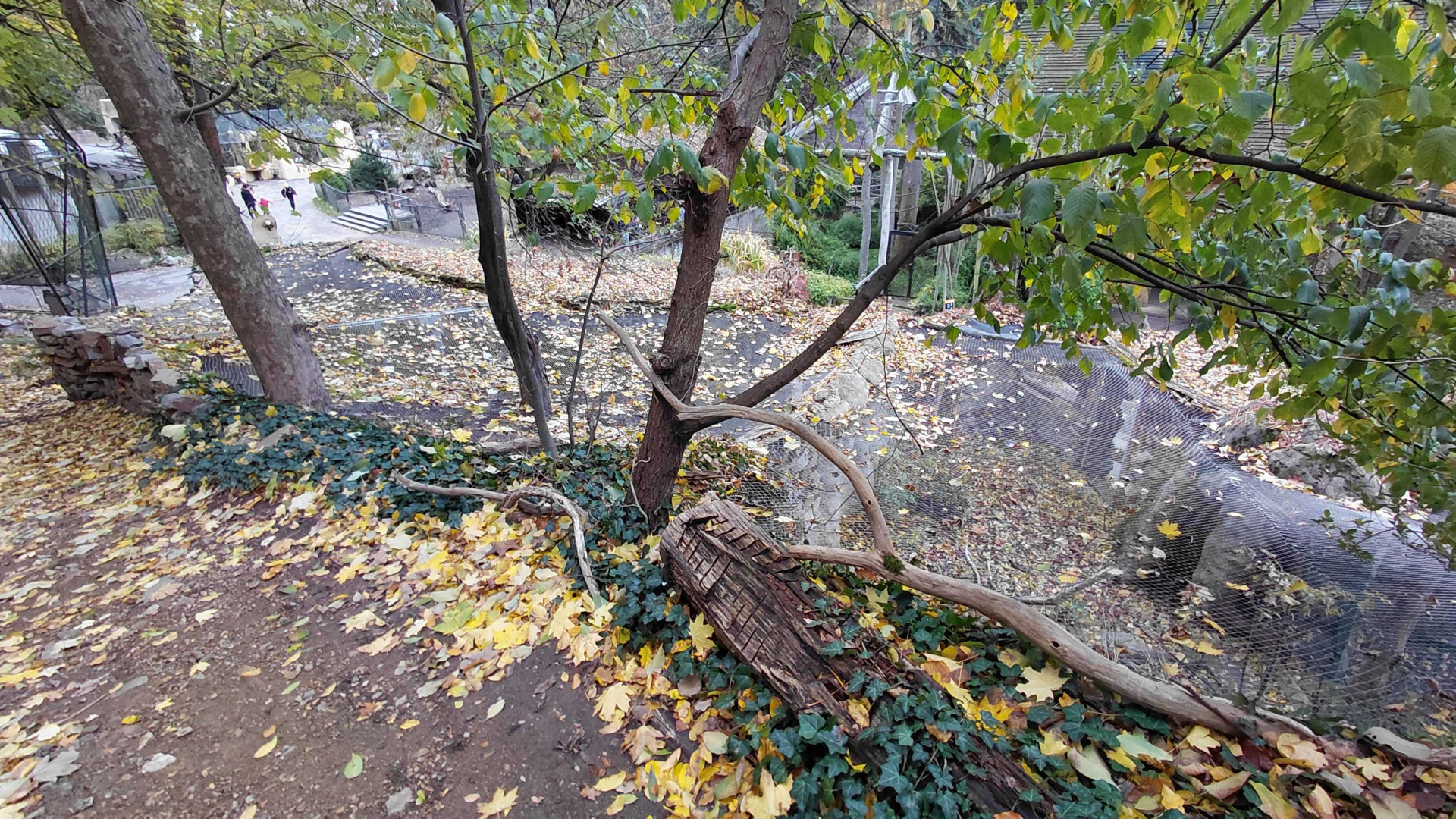 Felid exhibits from above