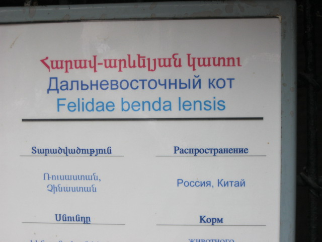 felidae benda lensis( Armenia ) Yerevan zoo