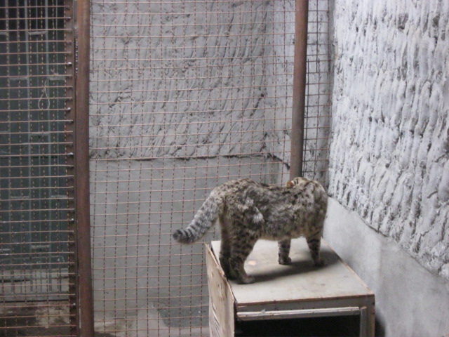 felidae benda lensis( Armenia ) Yerevan zoo