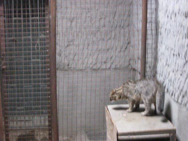 felidae benda lensis( Armenia ) Yerevan zoo