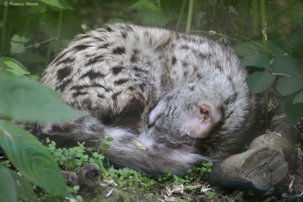 Feline Genet (Genetta felina)
