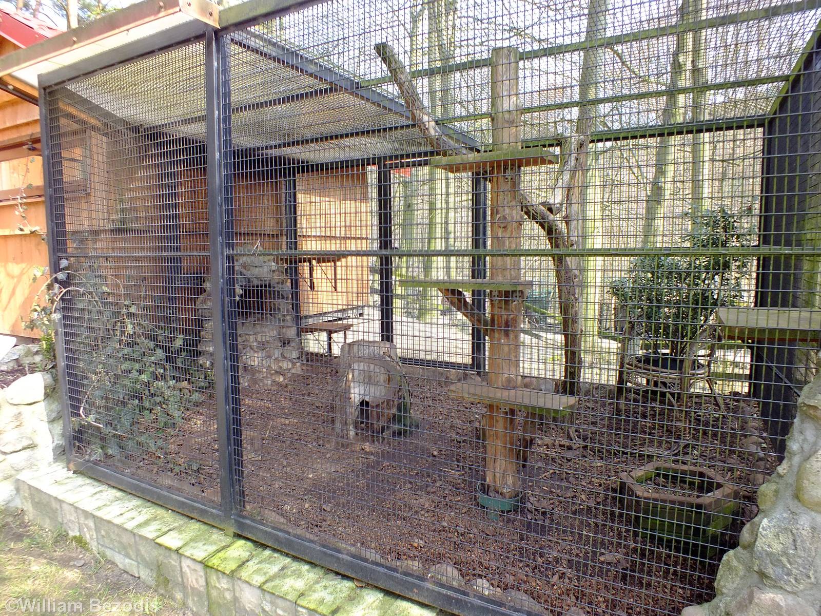 Feline Genet Outdoor Enclosure