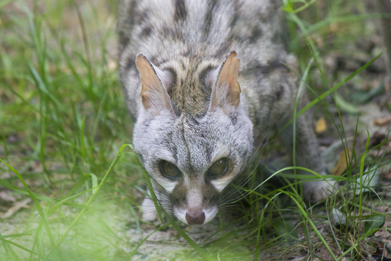 Feline genet