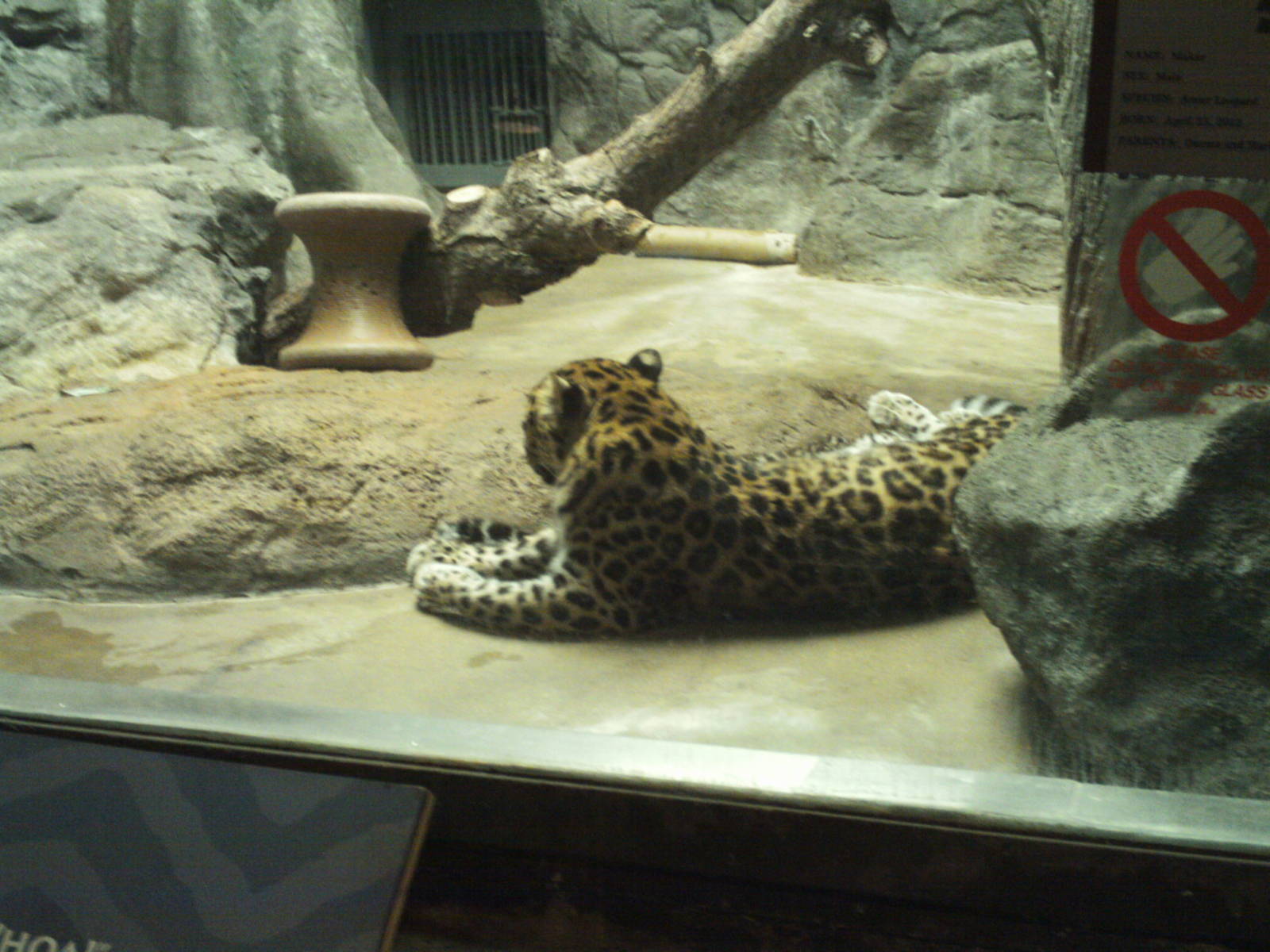 feline house- amur leopard with hidden cub