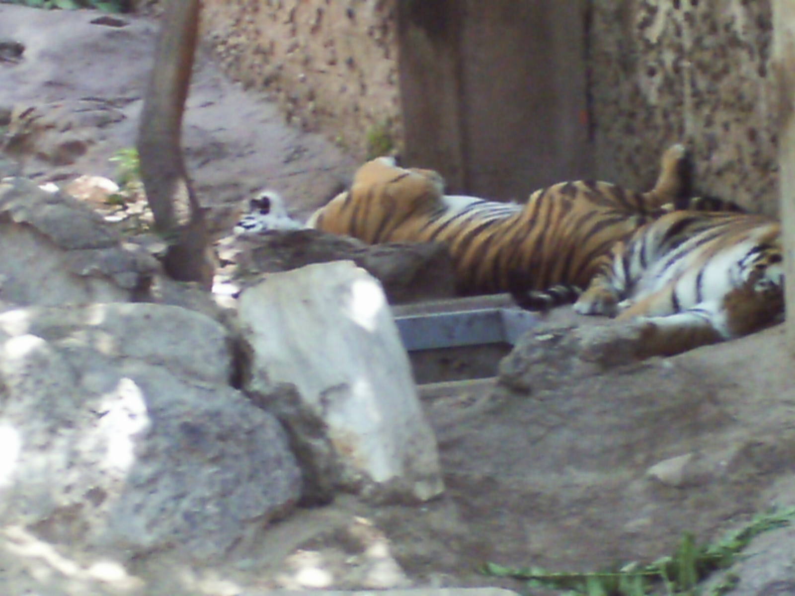 feline house- snoozing tigers