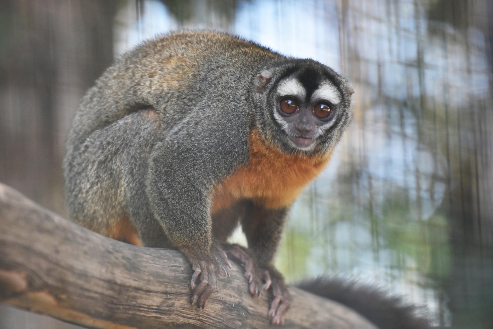 Feline night monkey (Aotus azarae infulatus)