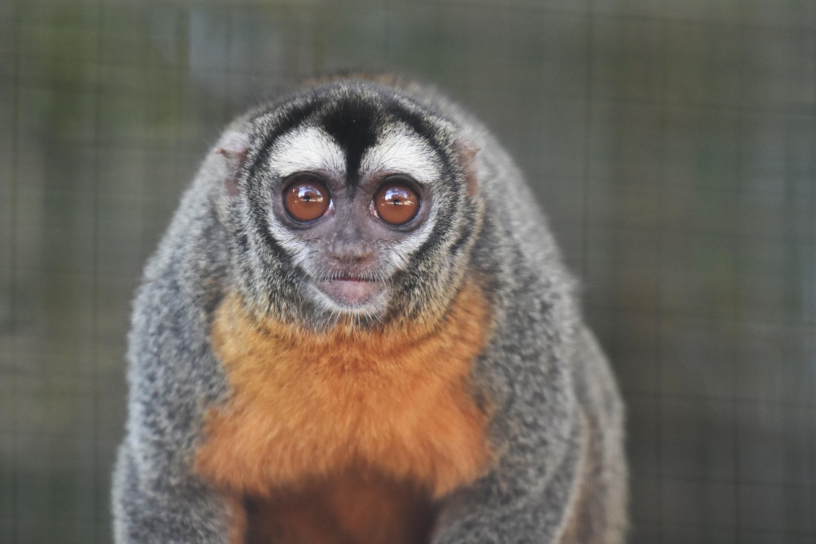 Feline night monkey (Aotus azarae infulatus)