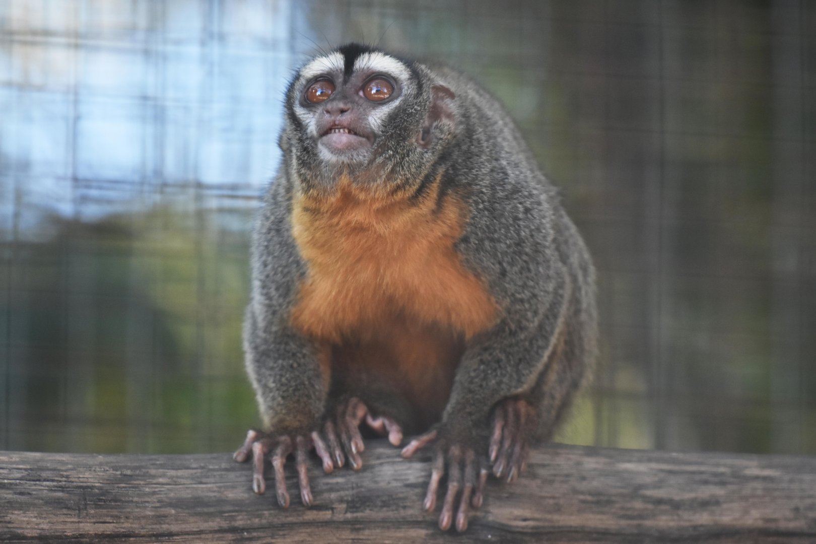 Feline night monkey (Aotus azarae infulatus)