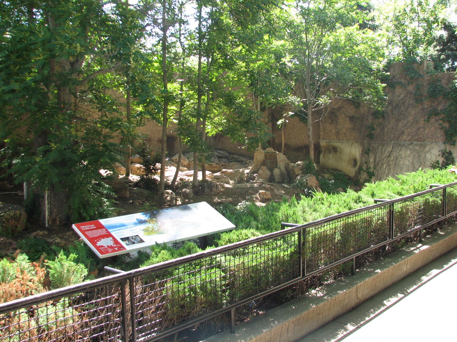 Felines - Amur Tiger Outdoor Exhibit