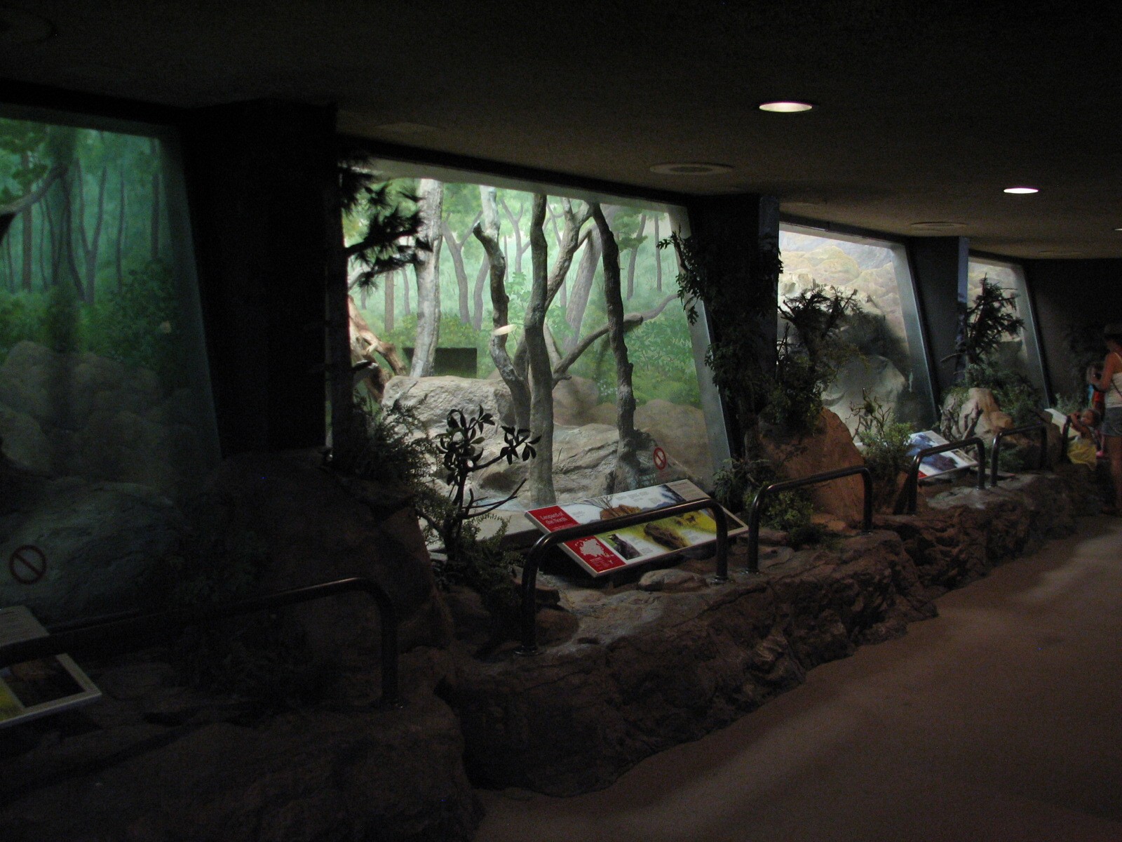 Felines - Interior Exhibits